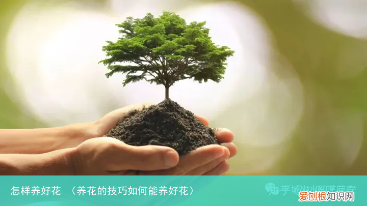 养花的技巧如何能养好花 怎样养好花