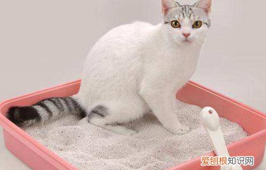 猫咪三毛滴虫,猫三毛滴虫,三毛滴虫感染人吗，猫咪三毛滴虫症状