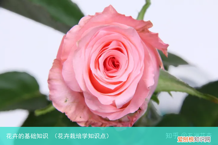 花卉栽培学知识点 花卉的基础知识