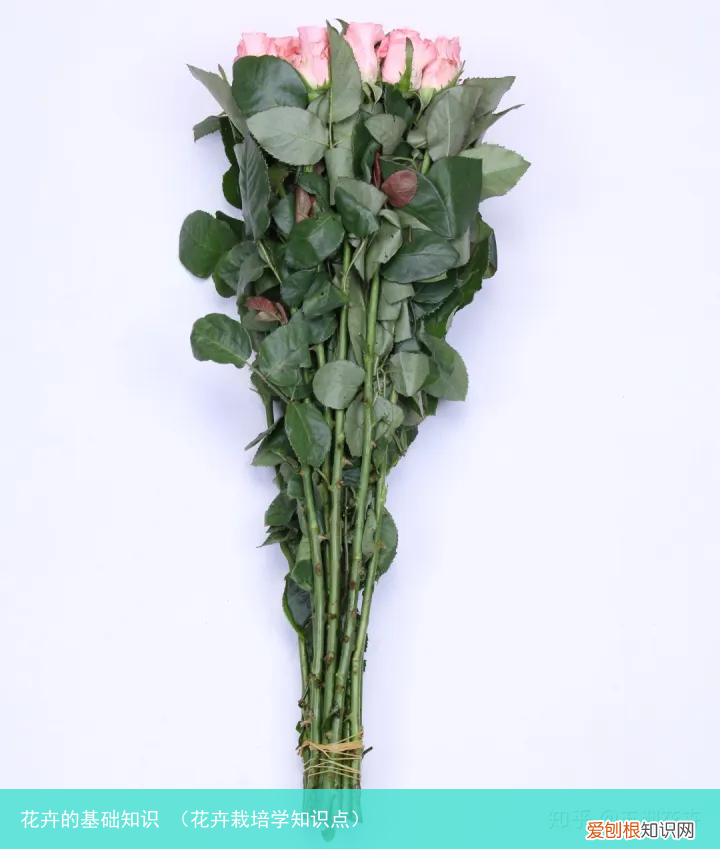 花卉栽培学知识点 花卉的基础知识