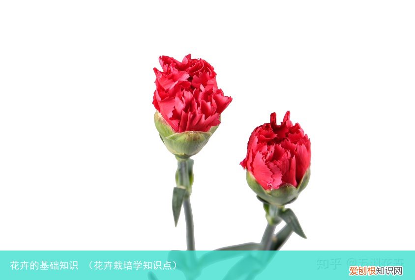 花卉栽培学知识点 花卉的基础知识