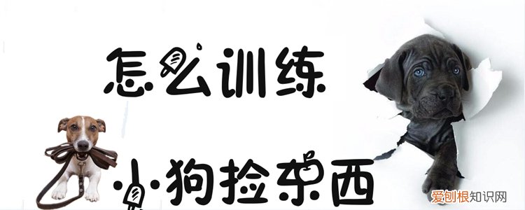 怎么训练小狗捡东西，怎么训练小狗捡东西视频