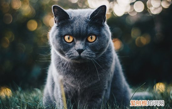 猫拉什么样的屎健康,猫拉什么样的便便正常,猫拉什么样的粑粑正常，正常猫拉屎是什么样的