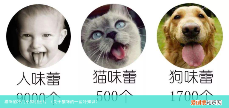 关于猫咪的一些冷知识 猫咪的冷门小知识图片