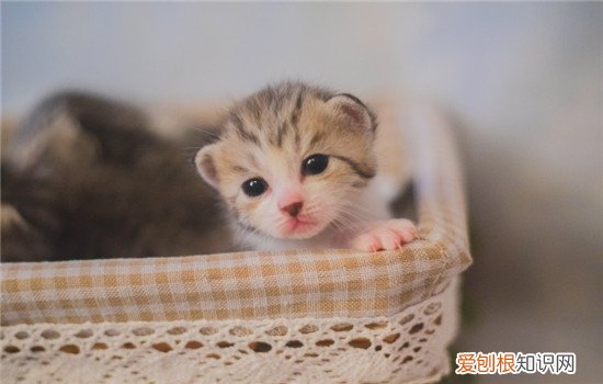 小猫软便是什么原因,小猫为什么拉软便,小猫为什么会软便，小猫拉软便的原因是什么