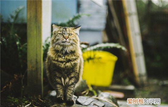 如何预防猫杯状病毒,杯状病毒怎么预防,猫杯状病毒怎么预防，怎么治疗猫杯状病毒