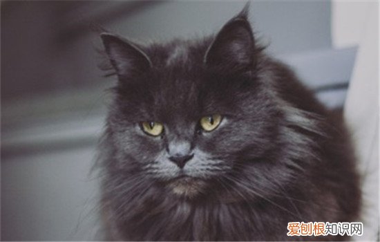 猫咪得了毛球性胃炎怎么办,猫咪毛球性胃炎会不会死,毛球性胃炎如何治疗