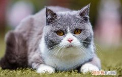 猫咪不在猫砂盆拉屎的原因 猫不在猫砂盆里拉屎是什么原因