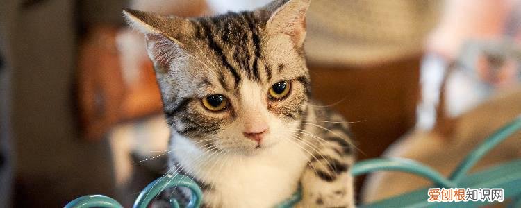 猫背弓起来是什么意思咕噜咕噜 猫背弓起来是什么意思