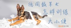 德国牧羊犬怎样训练大小便，德国牧羊犬怎么洗澡