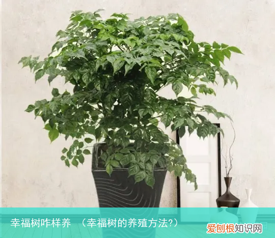 幸福树的养殖方法? 幸福树咋样养