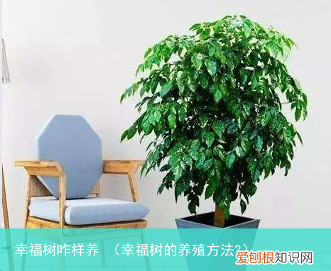 幸福树的养殖方法? 幸福树咋样养