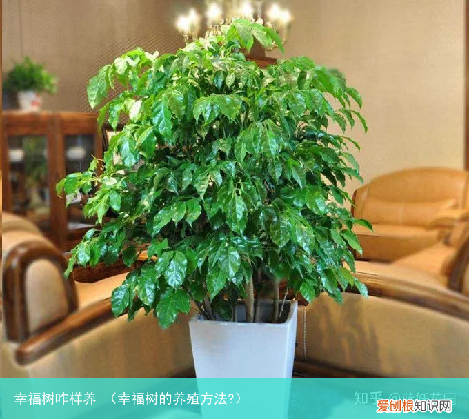 幸福树的养殖方法? 幸福树咋样养