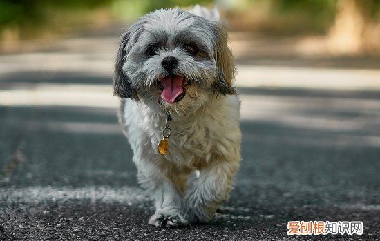 幼犬流清鼻涕变为黄鼻涕 幼犬流清鼻涕