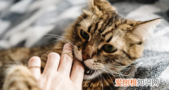 猫咬你手是什么意思，猫咪咬主人手代表什么意思