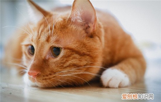 猫咪口腔溃烂怎么处理,猫咪口腔溃烂传染吗,猫咪口腔溃烂用什么药，猫咪口腔溃烂恶臭怎么办