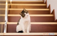 夏天幼猫可以睡地板吗 夏天幼猫可以睡木地板吗