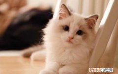 口炎猫需要安乐死吗，猫口炎治不好需要安乐吗