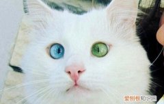 猫咪口炎严重怎么办,猫咪口炎严重怎么治疗，猫咪得了口炎怎么治疗