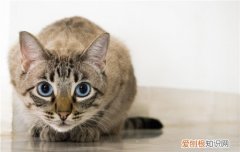 猫爪热是什么症状,猫爪热是什么原因,猫抓病是什么，猫爪热是怎么回事