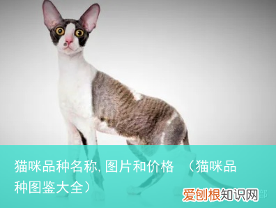 猫咪品种图鉴大全 猫咪品种名称,图片和价格