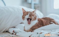 2个月小猫怎么吃猫粮 两个月的小猫怎么喂猫粮