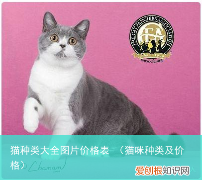 猫咪种类及价格 猫种类大全图片价格表