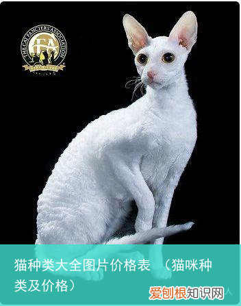 猫咪种类及价格 猫种类大全图片价格表