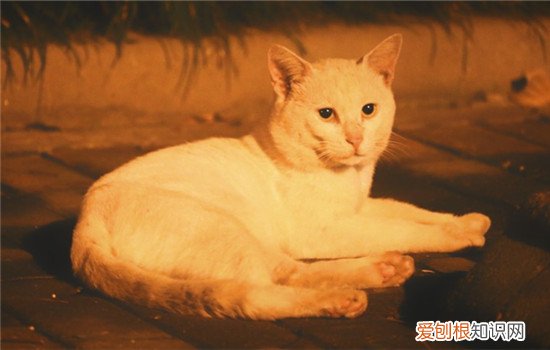 猫艾滋病的临床特征,猫艾滋病的表现是什么,猫艾滋病症状，猫咪有艾滋病病毒什么症状