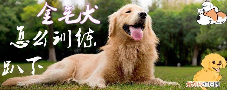 金毛犬怎么训练趴下，金毛怎么趴着的