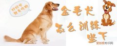 金毛犬怎么训练坐下，金毛犬的训练方法