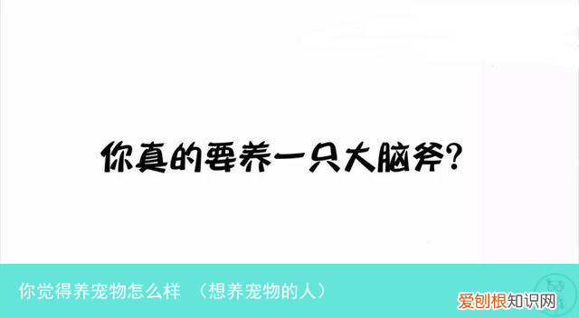 想养宠物的人 你觉得养宠物怎么样