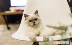 猫脓皮症怎么治疗,猫脓皮症是什么引起的,猫脓皮症能不能用百多邦，猫脓皮病用什么药