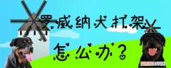 罗威纳犬打架怎么办，罗威纳犬打得过人吗