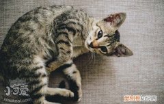 狸花猫感冒会自己好吗,狸花猫感冒了怎么办,狸花猫感冒了，狸花猫常见疾病