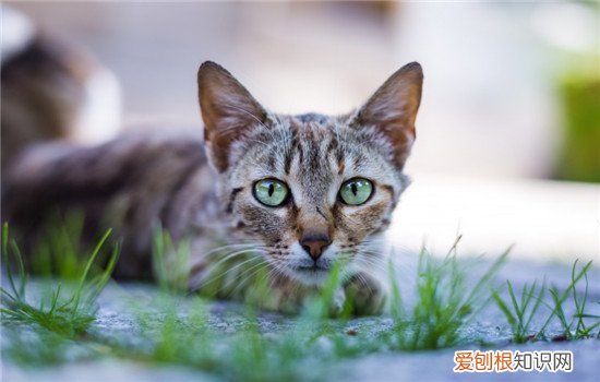 猫藓是怎么得的,猫藓是什么病,猫藓是怎么样的，猫藓是怎么得的,猫藓是什么病,猫藓是怎么样的图片