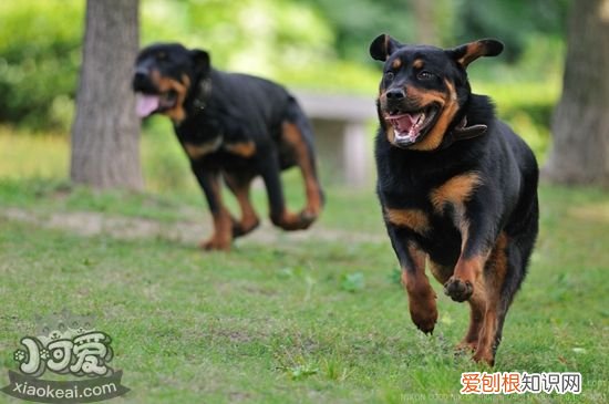 罗威纳犬怎么训练看家，罗威纳犬看家训练，罗威纳犬怎样训练成警犬