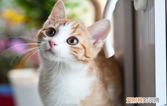 猫为什么会尿路阻塞,猫为什么得尿路结晶,猫为什么尿路闭合，猫尿道结晶会有什么症状