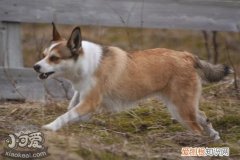 挪威伦德猎犬怎么训练，挪威伦德猎犬训练心得，德国牧羊犬幼犬怎么训练
