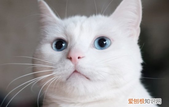 猫藓怎么治,猫藓会自愈吗,猫藓多久能好，猫藓能痊愈吗