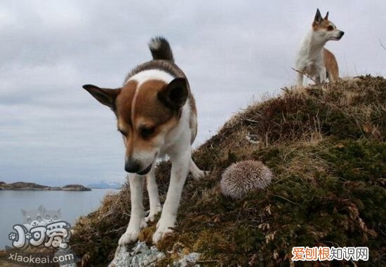 挪威伦德猎犬卧倒怎么训练，挪威伦德猎犬趴下训练教程，如何训练犬卧下