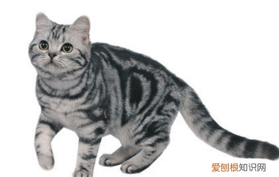 猫咪耳螨越除越多,猫咪耳螨越来越严重,猫咪耳螨越治越多，为什么猫耳螨越清越多