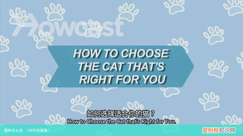如何选猫猫 猫咪怎么选