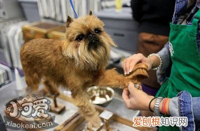 布鲁塞尔格里芬犬怎么训练，布鲁塞尔格里芬犬会长多大