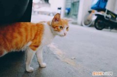 在野外猫丢了跑的范围大吗 猫丢了跑的范围大吗