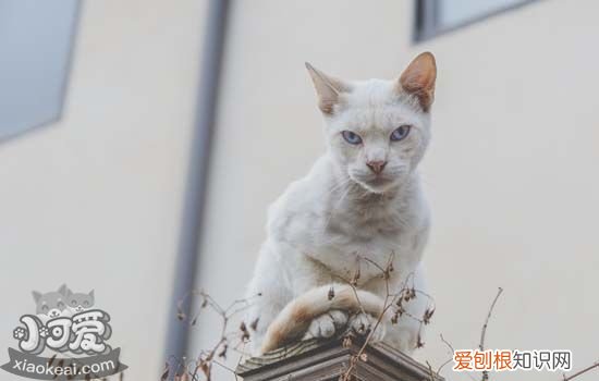 猫脂肪肝的原因是什么,猫得脂肪肝的原因,猫脂肪肝怎么形成的，猫脂肪肝的症状及表现