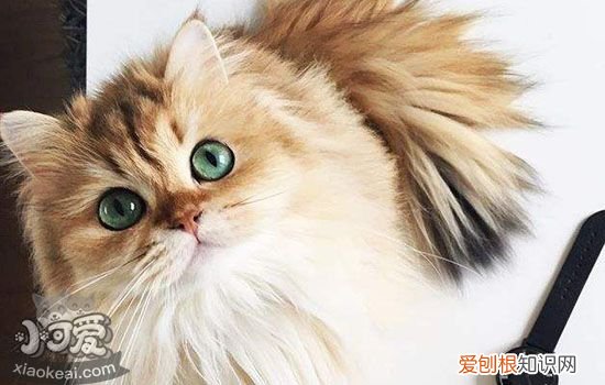 猫免疫缺陷性病毒,猫免疫系统缺陷病毒,猫免疫缺陷综合征，猫类免疫缺陷病毒