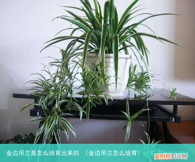 金边吊兰怎么培育 金边吊兰是怎么培育出来的