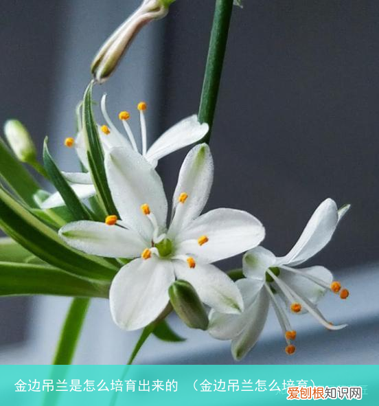 金边吊兰怎么培育 金边吊兰是怎么培育出来的