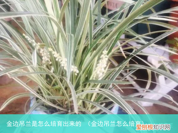 金边吊兰怎么培育 金边吊兰是怎么培育出来的